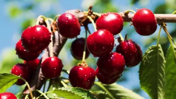 Естественная свежая вишня, висит на ветке вишневого дерева. Fruit Food, sweet Cherry From Tree close seup and general plan . — стоковое видео