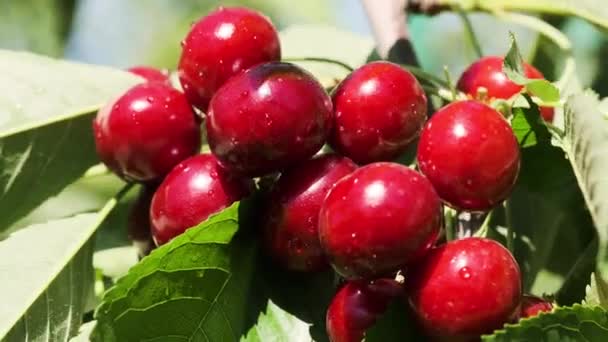 Přírodní čerstvé třešně, visí v pobočce třešeň. Ovocné jídlo, sweet Cherry Tree detailní a obecný plán. — Stock video