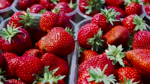 Blick auf Kapazitäten voller Erdbeeren — Stockvideo