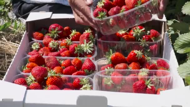 Manos de hombre cuidadosamente poner las capacidades llenas de fresas en una caja — Vídeo de stock
