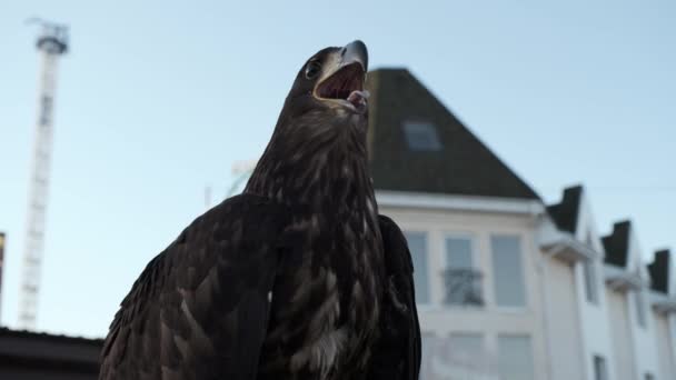 Der Steppenadler ist ein Raubvogel. — Stockvideo