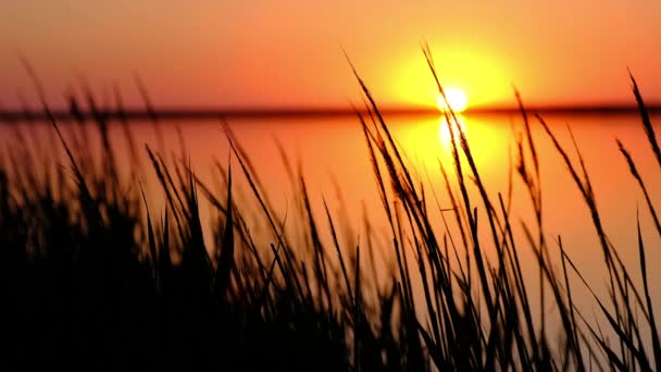 Une vue du soleil, coulé dans une baie derrière l'herbe, en remuant du vent — Video