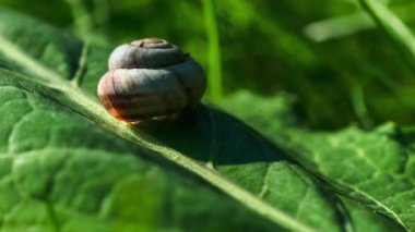 Salyangoz üzerindeki yeşil yaprak. Time Lapse Video.