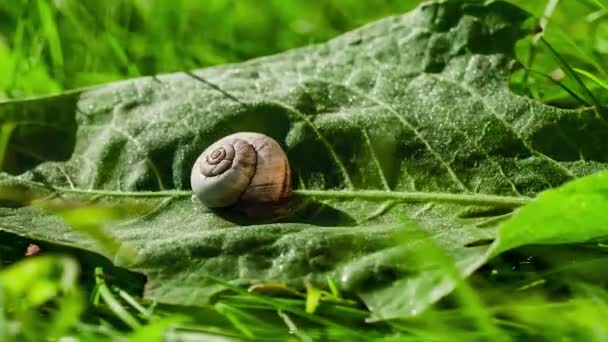 Snigel på ett grönt blad. Time Lapse Video. — Stockvideo