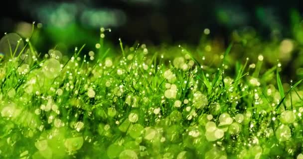 Rosée du matin sur une herbe verte tapis 