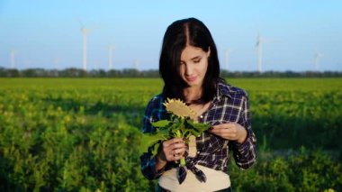 Gülümseyen ve çiçek hayran bir alanı ile ayçiçeği, güzel genç bir kadın duruyor. Ağır çekim