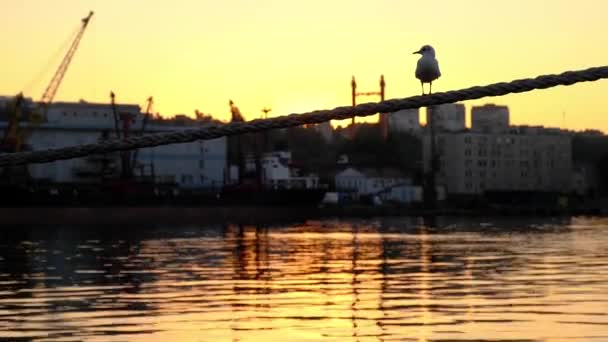 ロープの上に座ってカモメ。縄を飛ぶカモメ。港の夜明け — ストック動画
