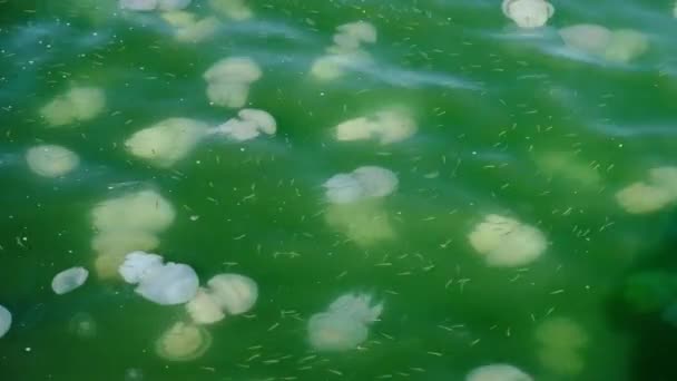 Ομάδα των μεδουσών στην θάλασσα. κοπάδι ψαριών μεταξύ μέδουσες σε θαλασσινό νερό — Αρχείο Βίντεο