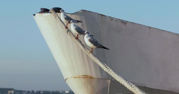 Tres gaviotas sentadas en la cuerda. El barco está cerca del muelle. balanceo del barco sobre las olas — Vídeos de Stock