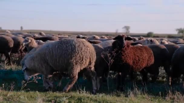 Un rebaño de ovejas a finales de otoño. Las ovejas pastan en el pasto. Rebaño de ovejas en el prado. Ovejas en el pasto, día nublado de otoño. Ovejas comiendo hierba en un prado. Alimentación de ovejas . — Vídeo de stock