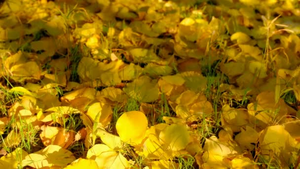 Hojas amarillas de otoño entre hierba verde en el suelo. Movimiento de cámara — Vídeos de Stock