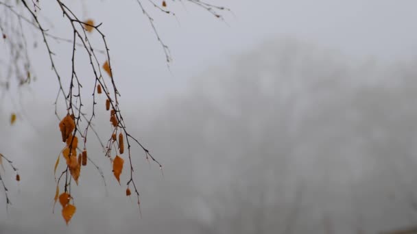 Liście brzozy blaknięcie i owoców kolczyk z kropelek deszczu w tle mgły — Wideo stockowe