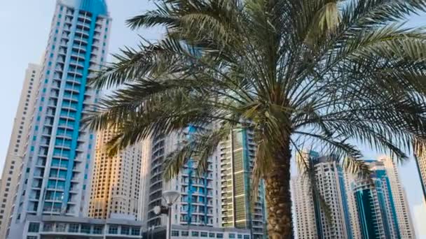 Palmeras que crecen en el fondo de edificios de gran altura en Dubai — Vídeos de Stock