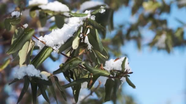 Las hojas verdes de la planta bajo la nieve contra el cielo azul — Vídeos de Stock