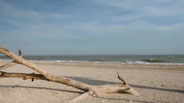 Turist i en ljust röd jacka och med en stor turist ryggsäck går förbi en torr gren liggande på en öde kalla strand vid havet. — Stockvideo