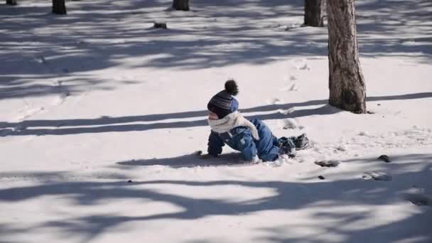 Aktiv pojke kryper på alla fyra i en vinter snötäckta Park mellan höga träd — Stockvideo