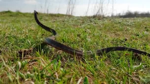 Duży i trujący wąż lub żmija pełzające na trawie — Wideo stockowe