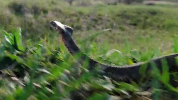 La serpiente se aleja rápidamente de la persecución. Primeros planos de vídeos de serpientes o víboras — Vídeo de stock