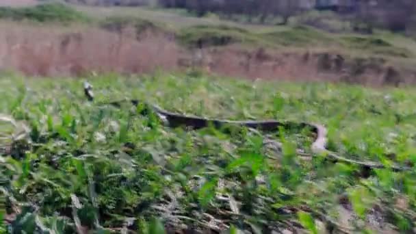 Snake kryller iväg snabbt från jakten. Närbilder av orm eller huggorm videor — Stockvideo