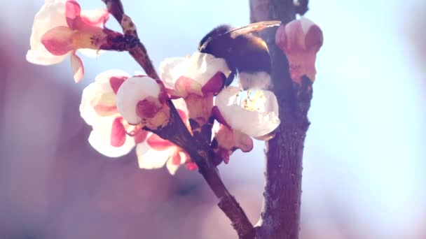 Big Bumblebee in search of flower pollen on an apricot tree — Stock Video