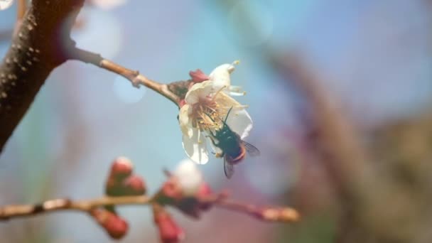 Abeja miel en flor de albaricoque recoge néctar — Vídeos de Stock