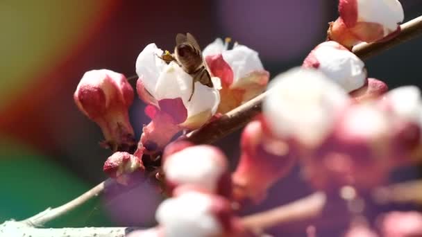 Closeup of a honey bee on a flowering apricot tree — Stock Video