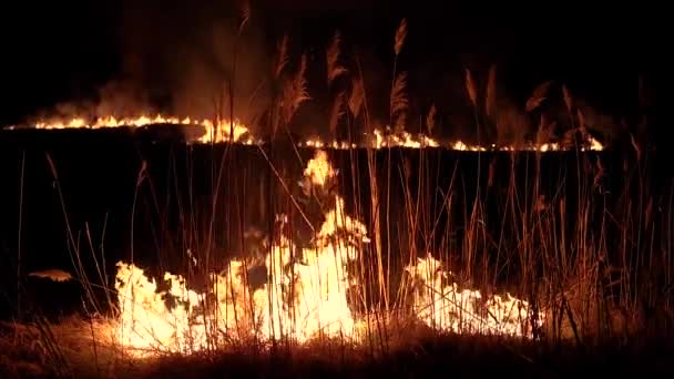 Fuego nocturno en las cañas — Vídeo de stock