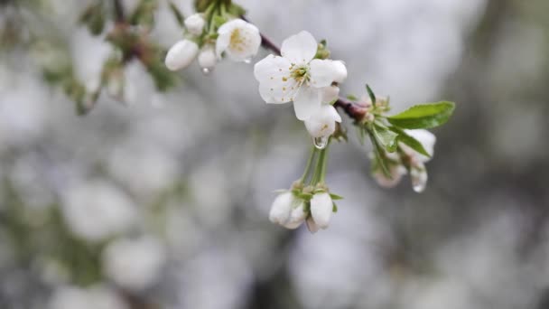 Gotas de lluvia en cámara lenta que caen sobre ramas de flores blancas de cerezo , — Vídeo de stock