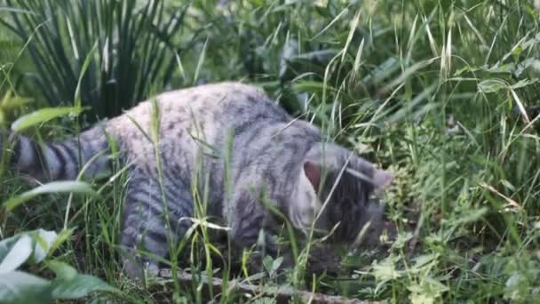 Шотландская кошка была очень напугана, находясь посреди природы . — стоковое видео