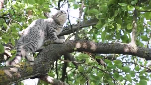 Giovane gatto scozzese a caccia di uccelli . — Video Stock