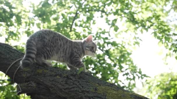 Шотландский молодой котенок, который сидит на дереве . — стоковое видео