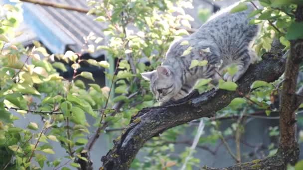 İskoç genç kedi rengi Whiskas, yavaşça ağaç dalı aşağı. — Stok video