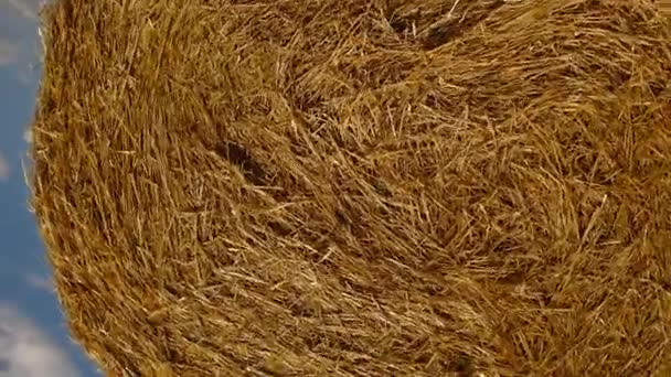 Balíky sena na poli po sklizni. Zemědělské pole. — Stock video