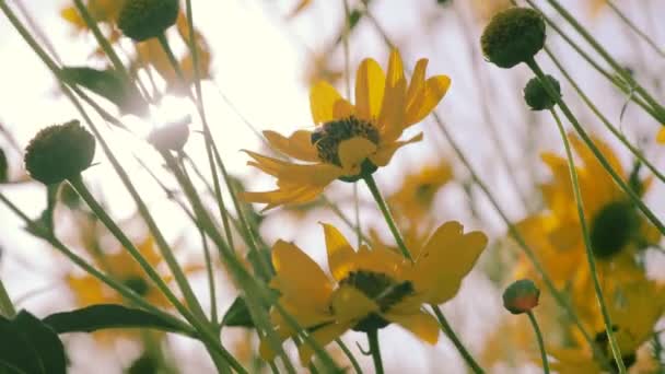 Las abejas recolectan polen — Vídeo de stock