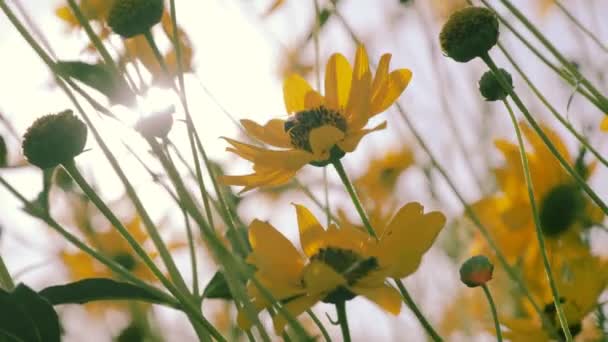 Honey bees collect pollen — Stock Video