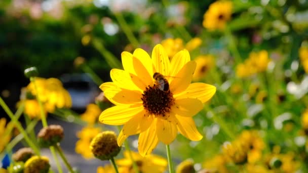 Ett bi samlar pollen från blommor. Slow motion. — Stockvideo