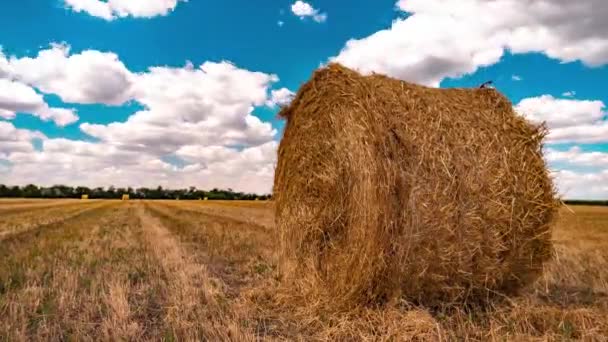 Round bale of straw in the meadow. Time lapse. — Stock Video