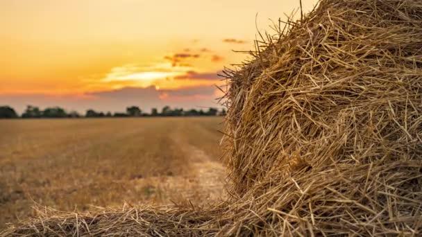 Round bale of straw in the meadow — Stock Video