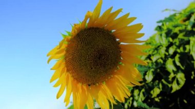 Ayçiçeği şapka yakın çekim ... Video 180 derece döndürür.