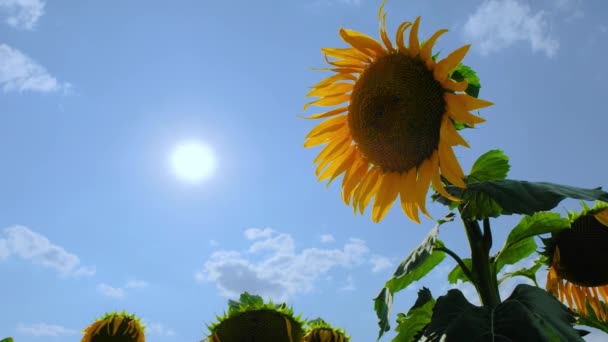 Ηλιοτρόπιο στο χωράφι με τον ήλιο και τον ουρανό — Αρχείο Βίντεο