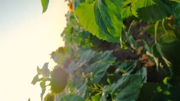 Tournesol dense, rotation de la caméra 180 degrés . — Video