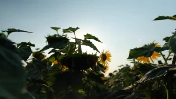 Густий соняшник, обертання камери 180 градусів . — стокове відео