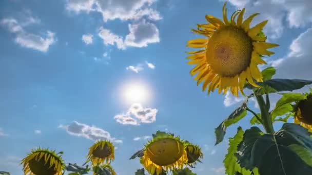 Sunflower on a background of clouds and bright sun. Timelapse. — Stock Video
