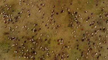 Otlakta otlayan koyunlar, kuş bakışı manzaralı.