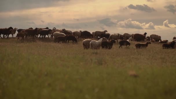 Πρόβατα με τα πόδια στον ορίζοντα βόσκηση γρασίδι σε βοσκότοπους στο ηλιοβασίλεμα — Αρχείο Βίντεο