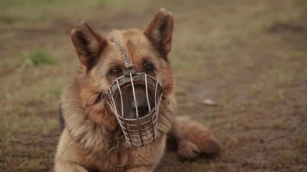 Brown shepherd dog in muzzle lies on ground looking around — Stock Video