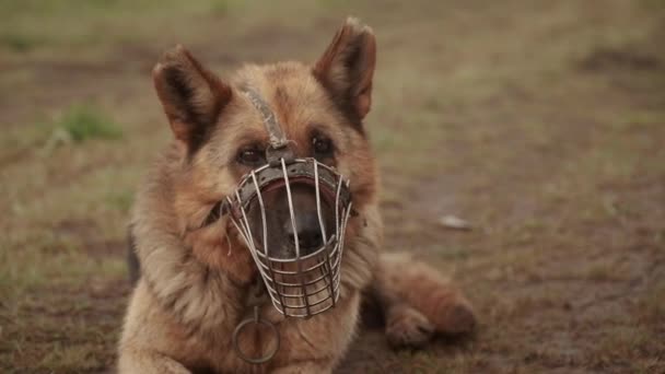 Chien de berger brun dans le museau se trouve sur le sol en regardant autour — Video