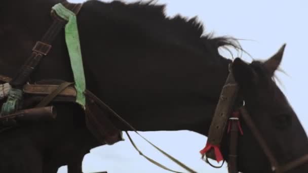 Braunes eingespanntes Pferd spaziert und frisst grünes Gras auf der Weide — Stockvideo