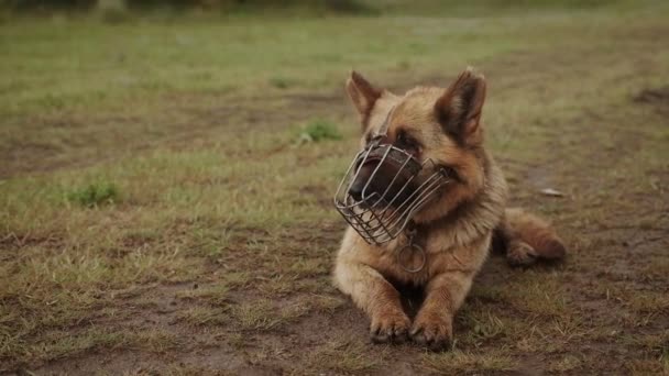 German shepherd in a muzzle on a pasture for sheep. — Stock Video