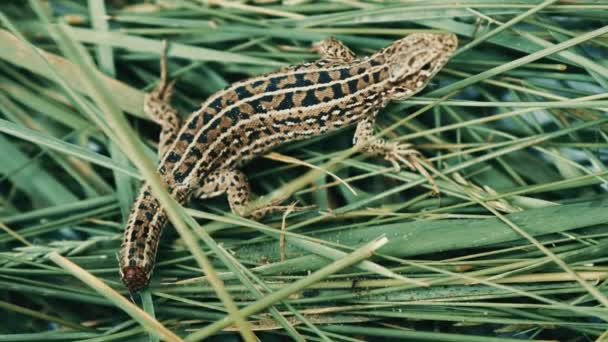 Groene hagedis op het gras zonder staart. — Stockvideo